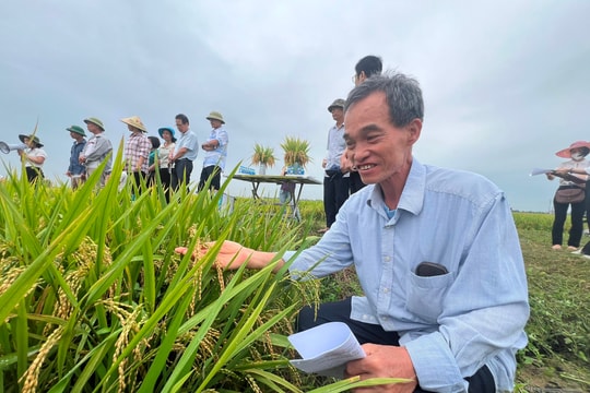 Lúa nếp hương thu lãi gần 34 triệu đồng/ha