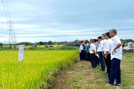 Lúa lai thơm 6 sản xuất theo tiêu chuẩn VietGAP đạt năng suất gần 70 tạ/ha