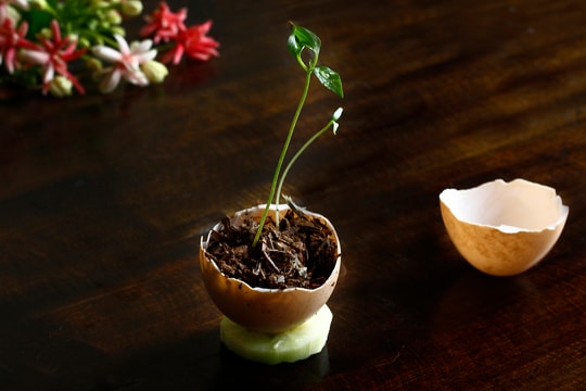 Công dụng bất ngờ của vỏ trứng