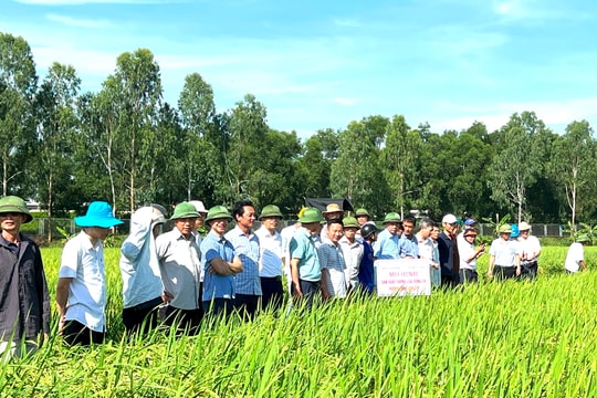 Lúa Séng Cù canh tác theo hình thức hữu cơ phù hợp với Hải Dương