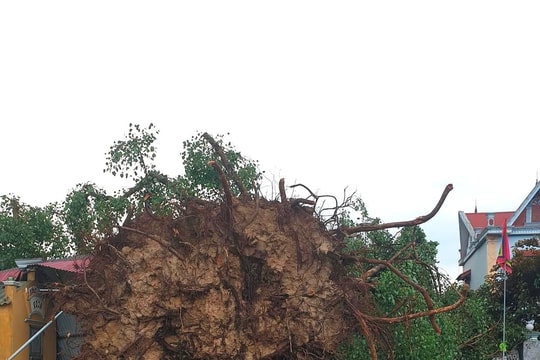 Cây bồ đề di sản 300 tuổi ở Kim Tân (Kim Thành) bật gốc sau trận mưa chiều 3/6