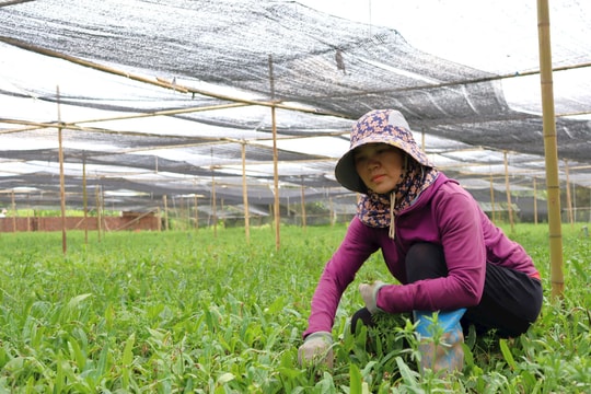 Nông dân xã Thanh Sơn (Thanh Hà) giàu nhờ rau gia vị xuất khẩu