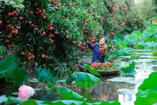 Mùa vải chín