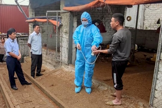 Hải Dương bảo đảm tạo miễn dịch trên đàn vật nuôi