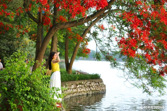 Một màu phượng đỏ