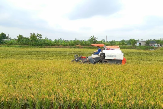Gia Lộc giảm gần 150 ha lúa mùa