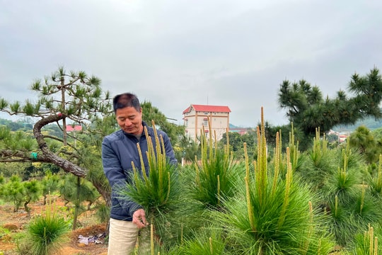 Chí Linh đề xuất quản lý 500 ha đất trồng cây ăn quả từ Ban Quản lý rừng