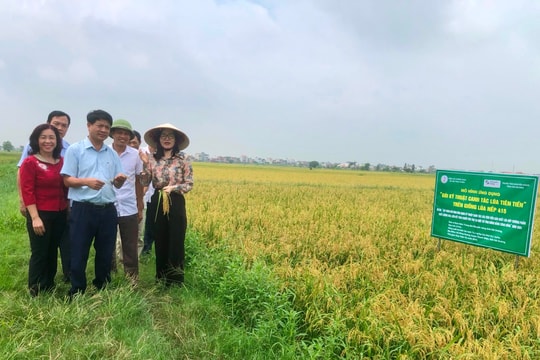 Giống lúa nếp 415 cấy máy ở xã Hồng Quang (Thanh Miện) cho năng suất hơn 72 tạ/ha