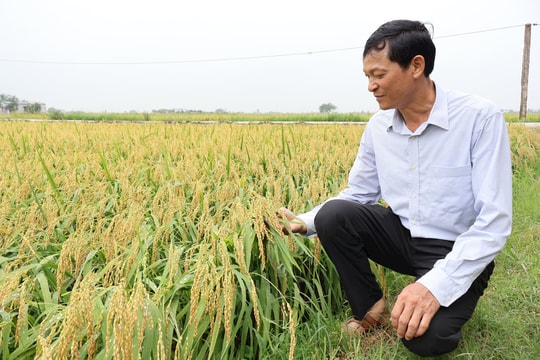 Vựa lúa nếp 415 thơm ngon ở Bình Giang được mùa, được giá
