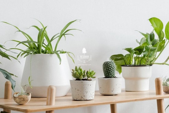 Loại cây xanh càng lười chăm sóc, càng phát triển