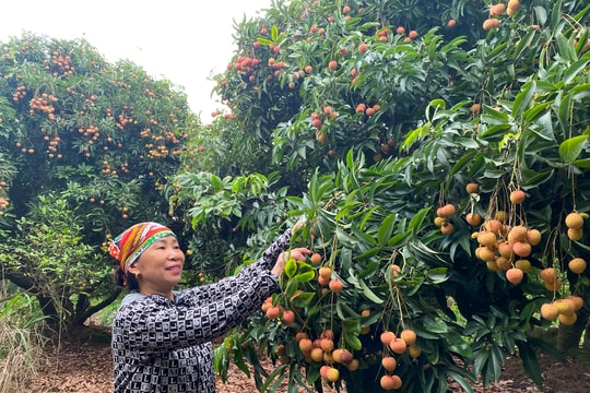 Vải thiều chính vụ ở Hải Dương mất mùa, giá cao