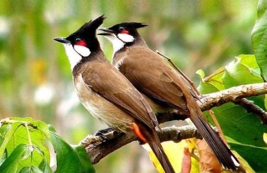 Tiếng chim mùa hạ