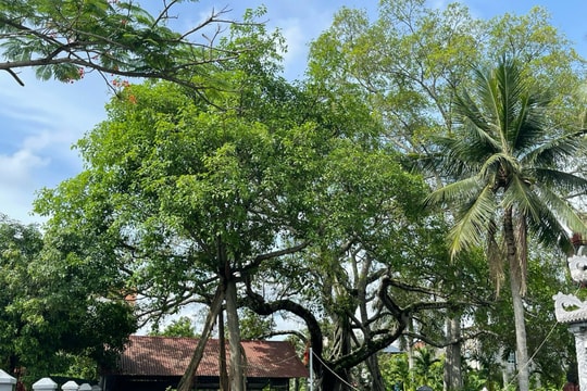 Bảo vệ các cây di sản mùa mưa bão