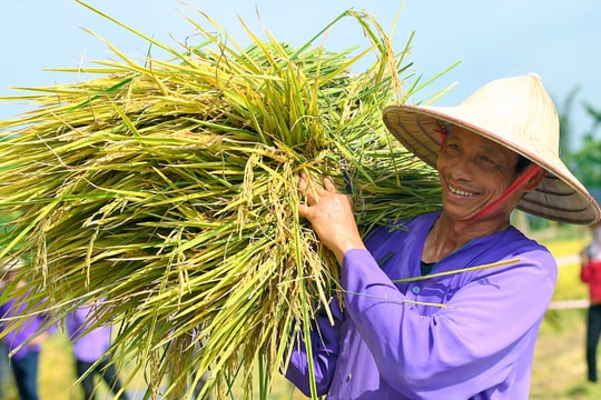 Những hình ảnh ấn tượng tại lễ hội lúa rươi hữu cơ Tứ Kỳ các năm 2022 và 2023