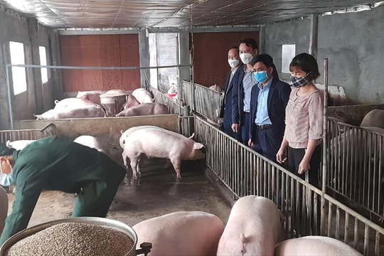 Giá lợn hơi tại Hải Dương cao nhất trong vòng 3 năm trở lại đây