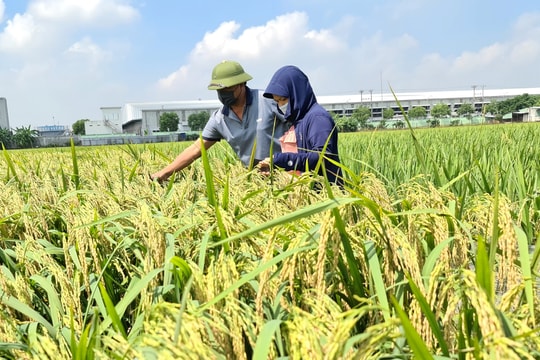 Năng suất lúa cấy máy tại Hải Dương cao hơn khoảng 10% gieo cấy đại trà