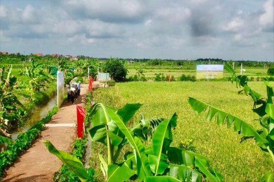 Tứ Kỳ sẵn sàng lễ hội lúa rươi hữu cơ năm 2024