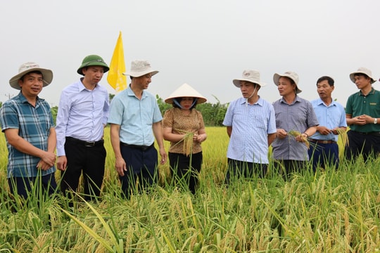 Lúa Ngọc Nương 9 canh tác ở Hải Dương cho gạo trắng trong, cơm thơm ngon