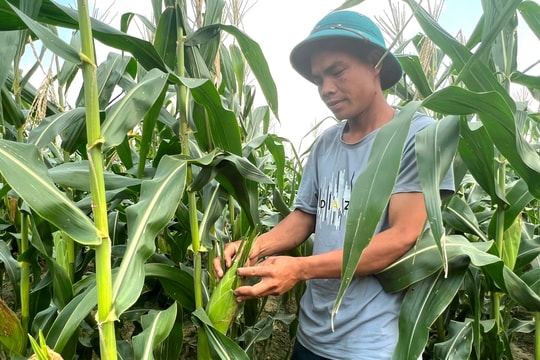 Nông dân Hải Dương trồng ngô thu lãi cao nhất từ trước đến nay