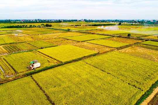 "Mùa vàng" trên cánh đồng An Lâm (Nam Sách)
