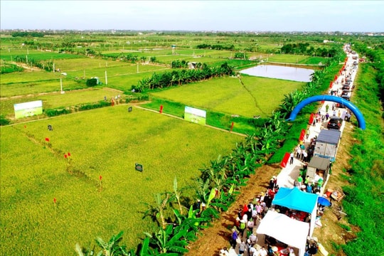 Đặc sắc ngày hội lúa rươi hữu cơ Tứ Kỳ năm 2024