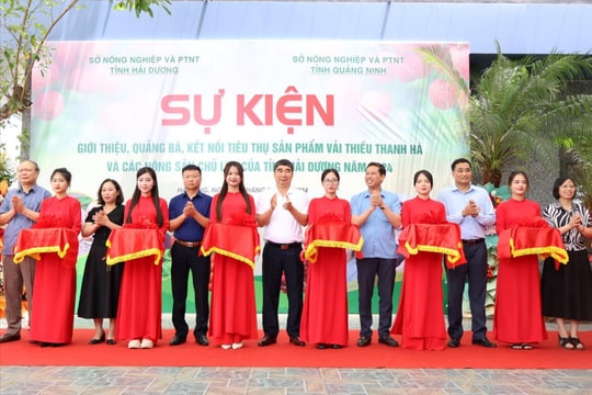 Quảng bá, kết nối tiêu thụ vải thiều và nông sản chủ lực Hải Dương tại Quảng Ninh
