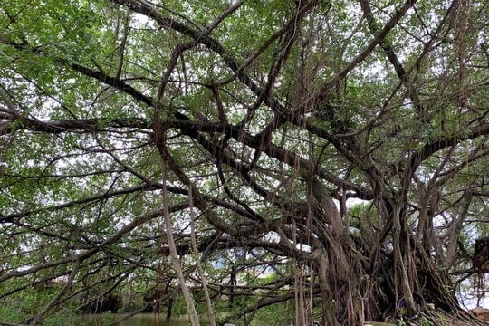 Dưới vòm đại thụ