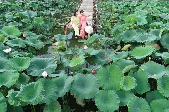 Rực rỡ mùa sen