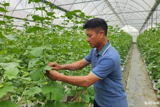 36 hộ dân ở Bình Giang tích tụ ruộng đất từ 5 ha trở lên