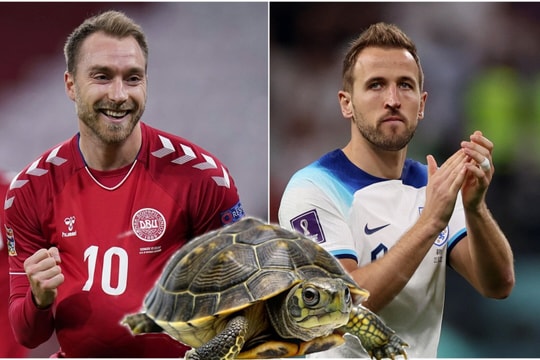 Rùa tiên tri dự đoán ngày thi đấu thứ 3 EURO 2024: Anh, Đan Mạch hưởng niềm vui