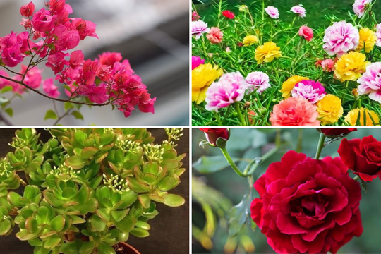 Loại hoa cứ cắm cành xuống đất là bén rễ