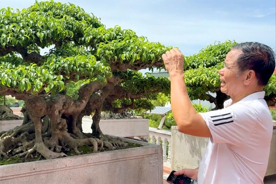 Công phu chăm cây cảnh tiền tỷ ở Hải Dương