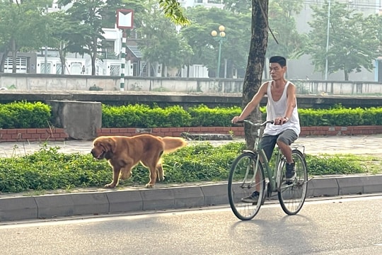 Nỗi lo bệnh dại