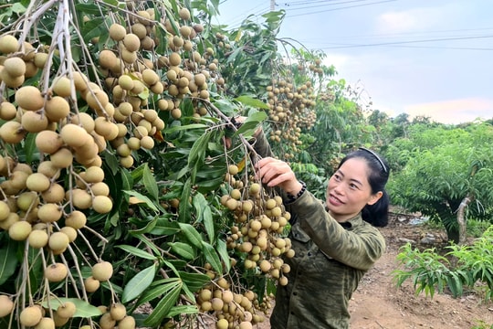 Nhãn sớm Chí Linh mất mùa, giá cao