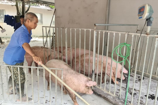 Giá lợn hơi tăng cao, người chăn nuôi ở Hải Dương phấn khởi
