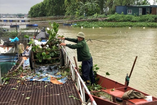 Hồ Hòa Bình xả lũ đêm 24/6, nhiều hộ ở Hải Dương gia cố lồng nuôi cá trên sông