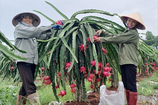 Thanh long Bạch Đằng (Kinh Môn) cho năng suất cao, giá tốt