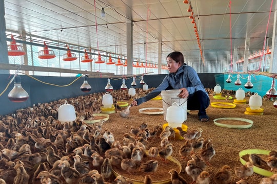 Chị Chuyên chăn nuôi hiệu quả nhờ an toàn vệ sinh chuồng trại