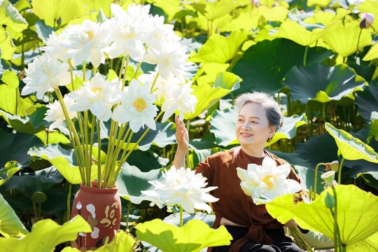 Cụ bà U80 ở Hải Dương chụp ảnh cùng sen khiến dân mạng khen nức nở