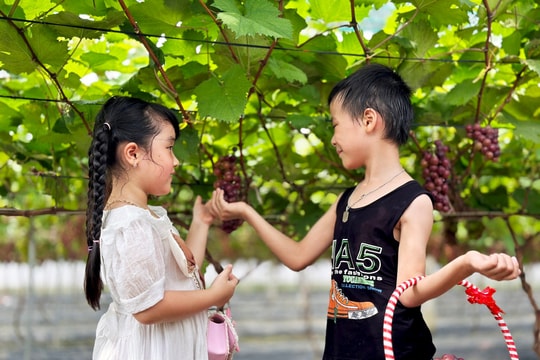 Thích thú chụp ảnh trong vườn nho ở Gia Lộc, Kinh Môn