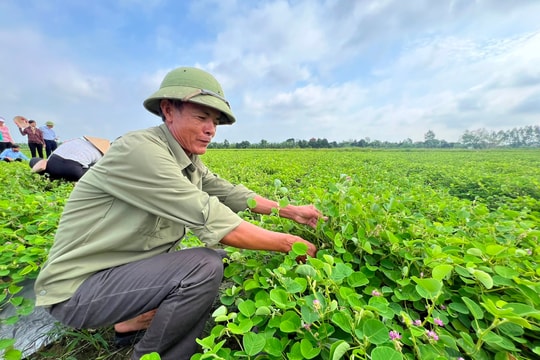 Nông dân Tân Quang trồng kim tiền thảo, thu tiền... trăm triệu/ha