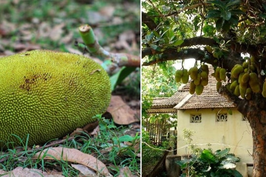 Mít rơi trúng đầu, cụ ông tử vong ngay tại chỗ