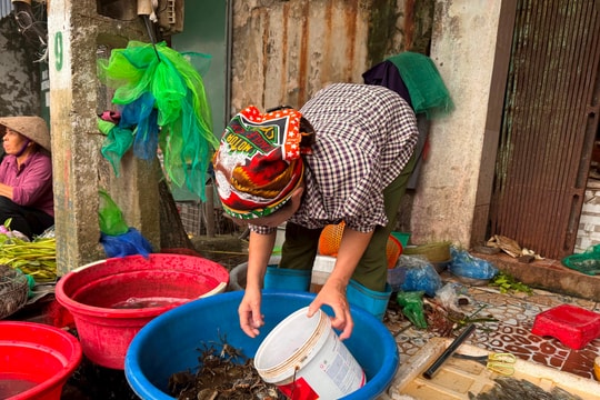 Đánh bắt cà ra tự nhiên quá nhỏ