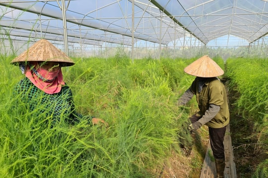 Diện tích nhà màng, nhà lưới ở Hải Dương tăng cao, cho lãi khủng