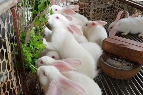 Kỹ thuật nuôi thỏ mùa nắng nóng