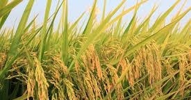 7 đối tượng lừa bán lúa giả cho nông dân, chiếm đoạt 7,8 tỷ đồng