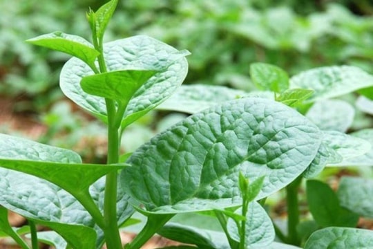 Cây mồng tơi