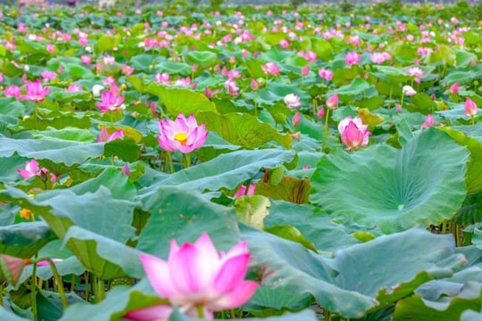 Mùa sen gọi về