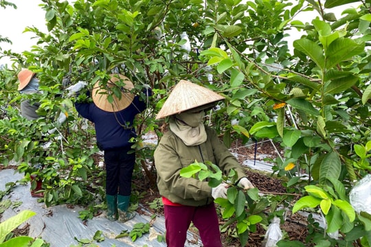 Quỹ Hỗ trợ nông dân tỉnh Hải Dương dự kiến được bổ sung mỗi năm 10 tỷ đồng