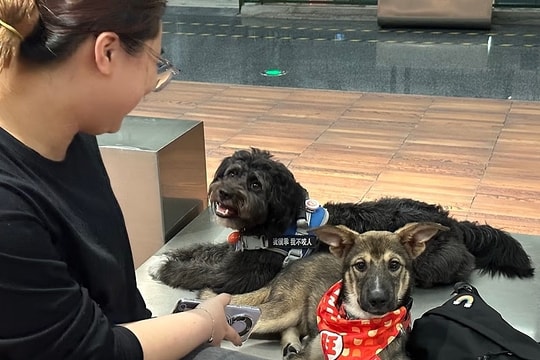 Giới trẻ Trung Quốc trọng thú cưng hơn bạn đời